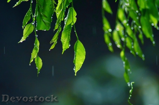 Devostock Leaf Drop Drops Plant 0