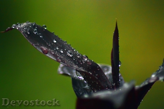 Devostock Leaf Drop Drops Plant