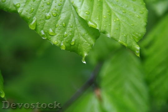 Devostock Leaf Drop Nature Hope
