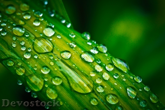 Devostock Leaf Drop Water Drip 0