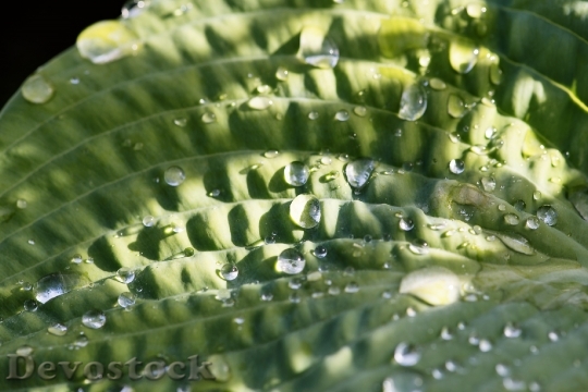 Devostock Leaf Drop Water Drip