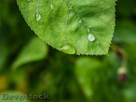Devostock Leaf Drop Water Macro