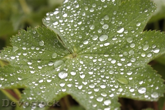 Devostock Leaf Drop Water Water