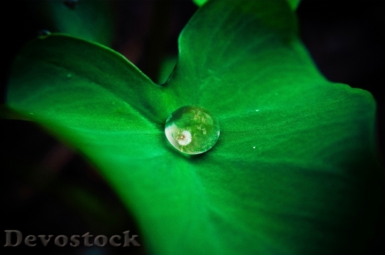 Devostock Leaf Droplet Rolling Off