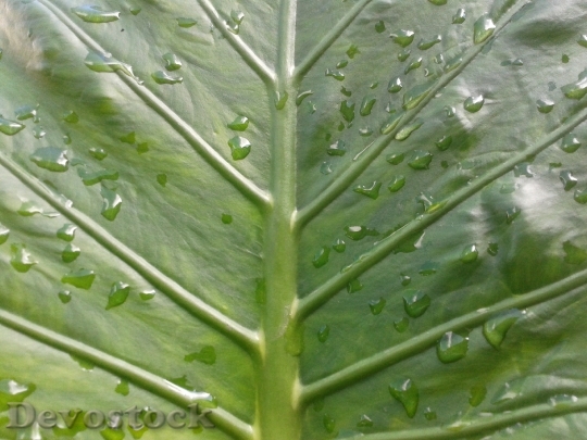 Devostock Leaf Drops Green Water