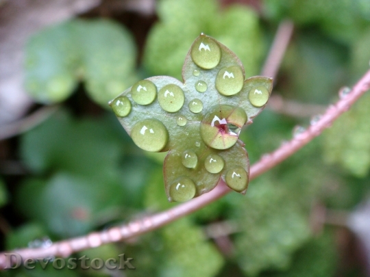 Devostock Leaf Drops Water Dew