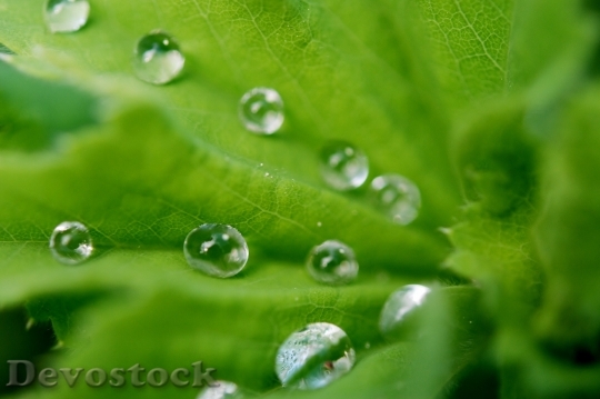 Devostock Leaf Drops Water Droplets