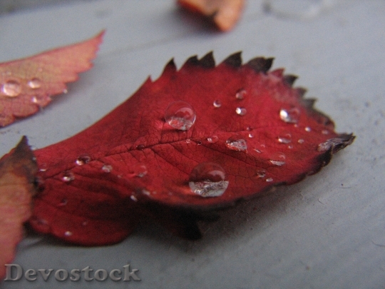 Devostock Leaf Fall Water Drop