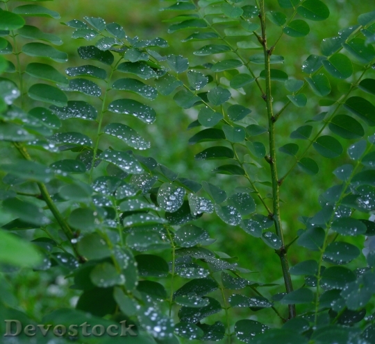 Devostock Leaf Grass Rain Drop 0