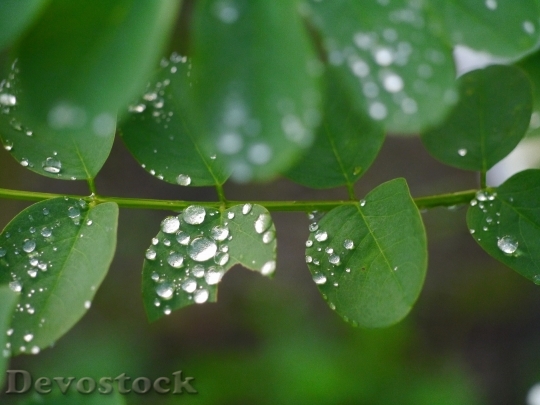 Devostock Leaf Grass Rain Drop