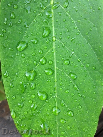Devostock Leaf Green Drop Water 0
