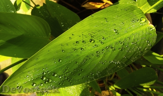 Devostock Leaf Green Drop Water 1