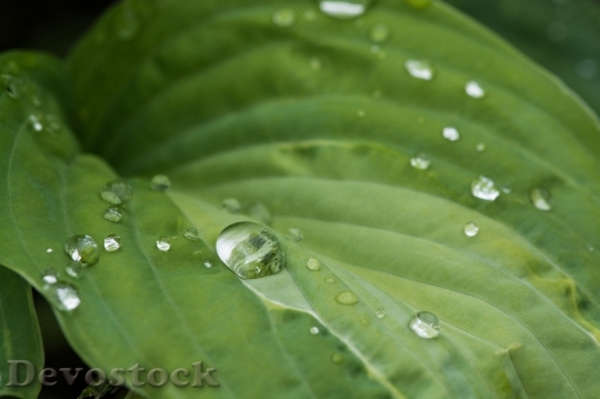 Devostock Leaf Green Drop Water 3