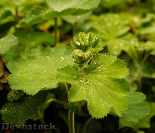 Devostock Leaf Green Drop Water