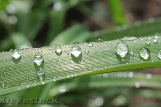 Devostock Leaf Green Droplets Water