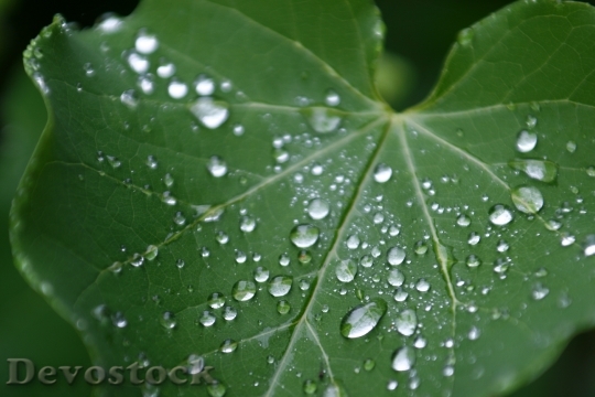 Devostock Leaf Green Nature Drops