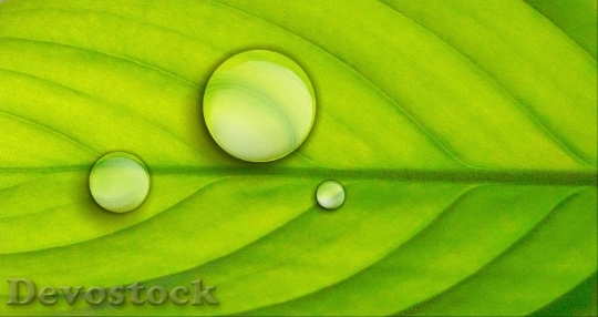Devostock Leaf Green Plant Drops