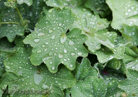 Devostock Leaf Green Rain Raindrop