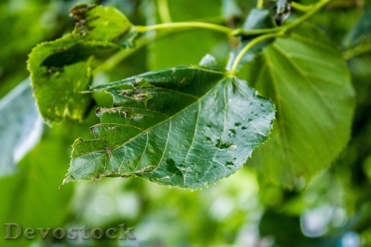 Devostock Leaf Green Tree Plant