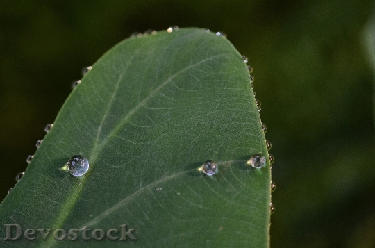 Devostock Leaf Leaves Colorful Green 10