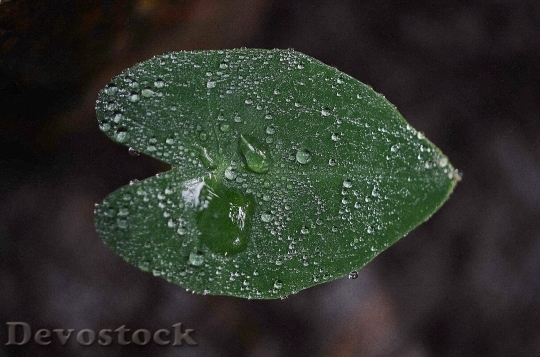 Devostock Leaf Leaves Colorful Green 13