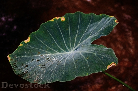 Devostock Leaf Leaves Colorful Green 5
