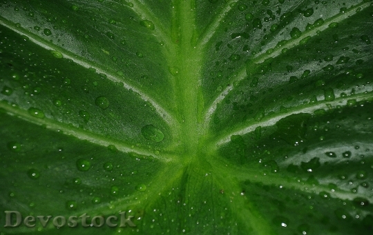 Devostock Leaf Leaves Colorful Green 6