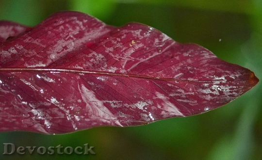 Devostock Leaf Leaves Colorful Macro 0