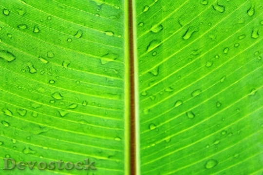 Devostock Leaf Macro Green Lush
