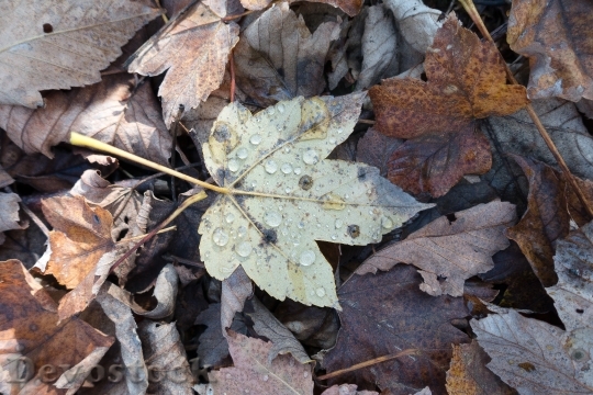 Devostock Leaf Maple Drop Water