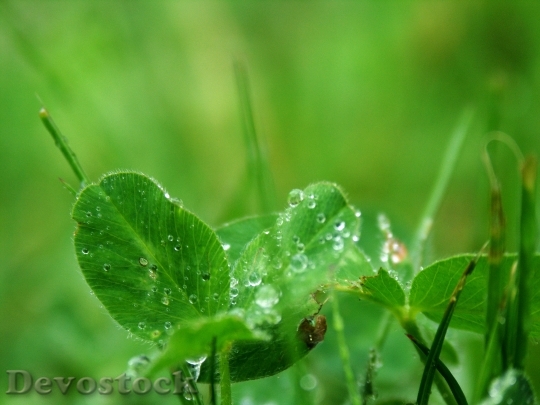 Devostock Leaf Meadow Rain Drop