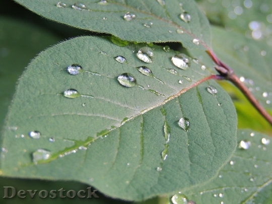 Devostock Leaf Nature Water Drops
