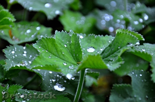 Devostock Leaf Plant Growth Water