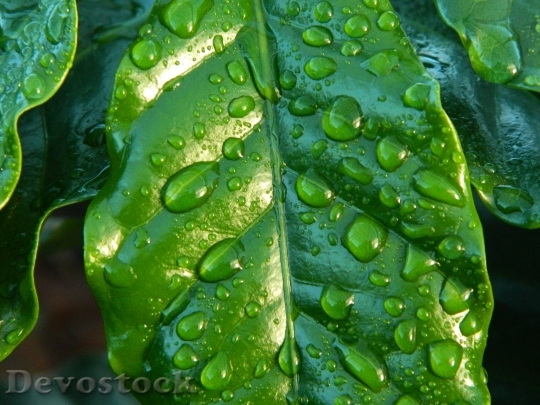 Devostock Leaf Rain Coffee Water