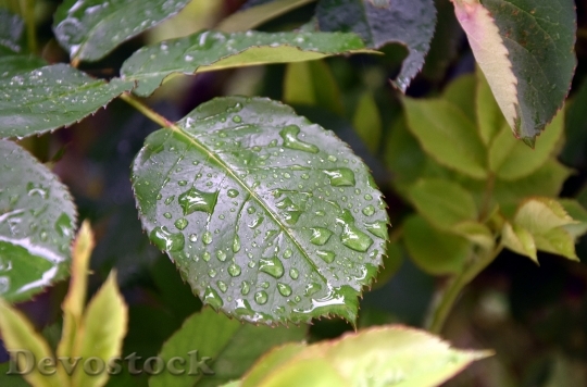 Devostock Leaf Rain Drops Drops 0
