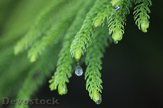 Devostock Leaf Rain Nature Drops 0