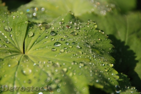 Devostock Leaf Rosa Drops Water