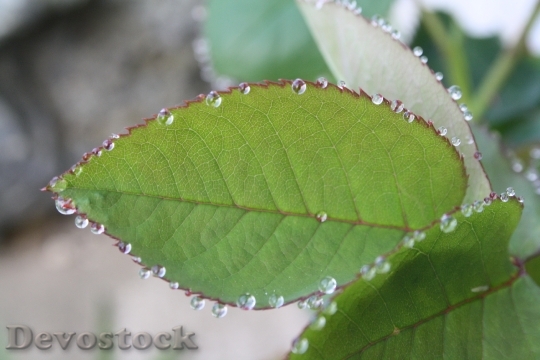 Devostock Leaf Rosebush Drop Water