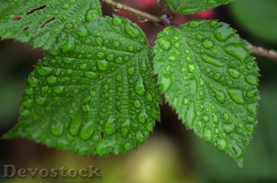 Devostock Leaf Water Drop Floral 0