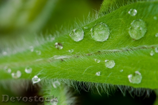 Devostock Leaf Water Drops Close