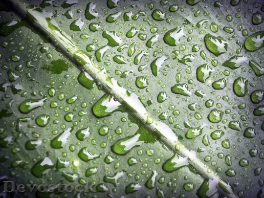 Devostock Leaf Water Green Drop 1