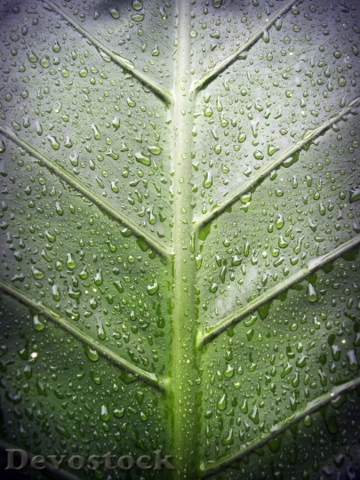 Devostock Leaf Water Green Drop 10