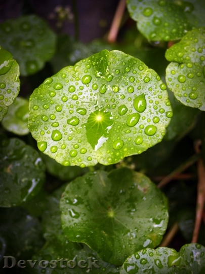 Devostock Leaf Water Green Drop 11