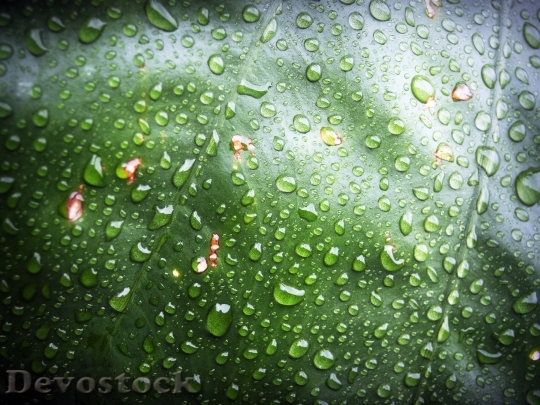 Devostock Leaf Water Green Drop 12