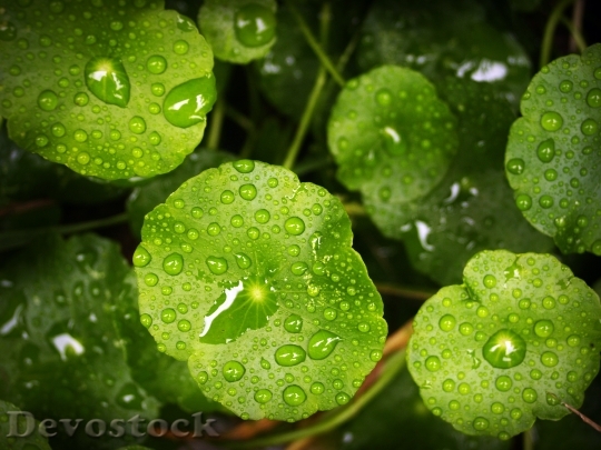 Devostock Leaf Water Green Drop 13
