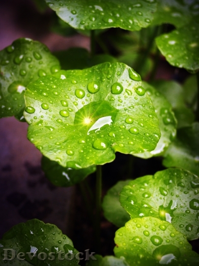 Devostock Leaf Water Green Drop 14