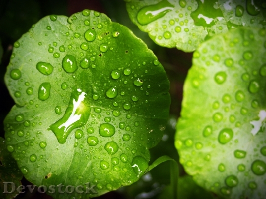 Devostock Leaf Water Green Drop 3