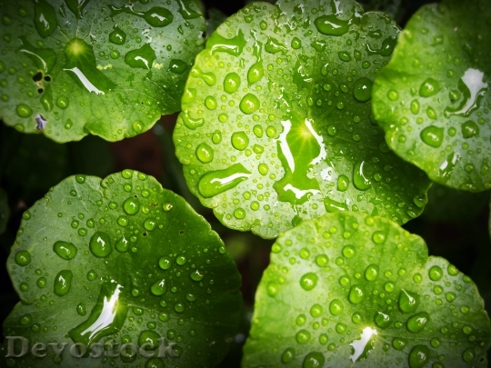 Devostock Leaf Water Green Drop 4