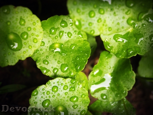 Devostock Leaf Water Green Drop 6