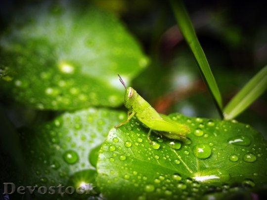 Devostock Leaf Water Green Drop 7